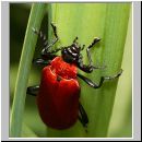 Pyrochroa coccinea - Scharlachroter Feuerkaefer 05.jpg